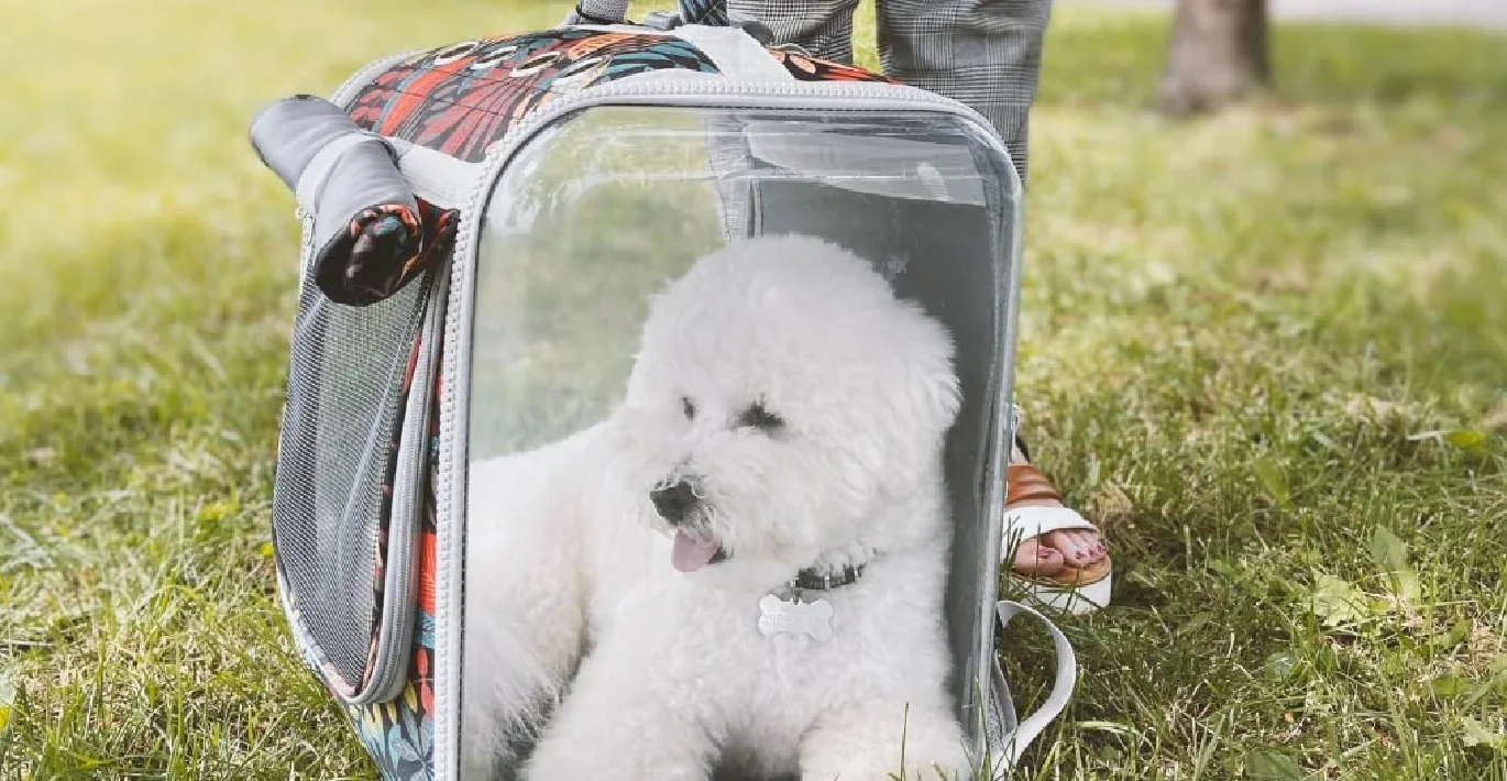 Baltakailis šuo komfortiškai ilsisi stilingame pernešimo krepšyje su permatomomis sienelėmis